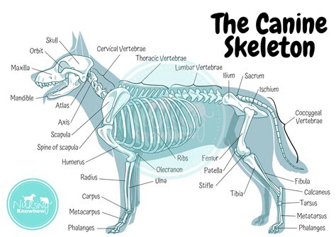 Canine Anatomy .
